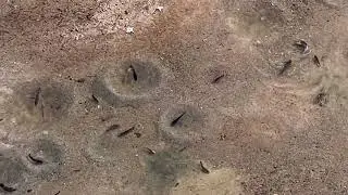 Trypophobia at Bukit Timah Diversion Canal