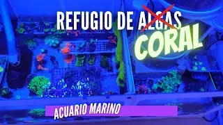 📌📌Refugio de algas? Mejor refugio de CORAL 😍😍😂😂💪 Algae refuge? Nop