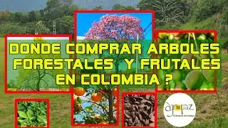 Donde Comprar Arboles Forestales Y Frutales En Colombia?