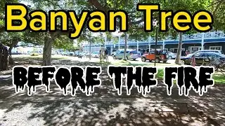 Lahaina Maui Banyan Tree, Before the Fire, 360 view with YT App