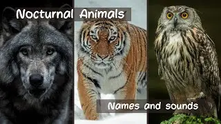 Learning Nocturnal Animals Name & Sounds | Active Night Animals #nocturnalanimals #like #shayaankids