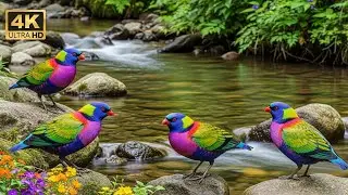 Soothing Piano with Forest Rain and Birdsong for Insomnia Relief and Emotional Balance