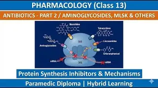 Antibiotics-2/Aminoglycosides, MLSK & Others| Pharmacology (13th Class)| Paramedic Diploma| Hybrid