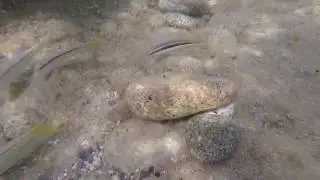 Gopro Hero session4 - immersion in the sea to discover the seabed Thalassoma pavo Linnaeus