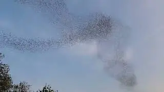 Bats fly out of Khon Kaen cave