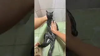 Cat taking a bath obediently, my cat and I, the daily confused behavior of cats, washing cats