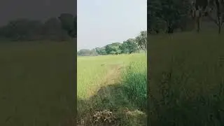 vlog video #vlog #vlogs #vlogsvideo #vlogsindia #treding #viral #viralvideo #viralshorts