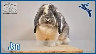 House Rabbit Network's Jan