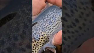 Fly fishing for Cutthroat Trout in BC #flyfishing #fishing #BC #trout #wildlife #outdoors #cutthroat