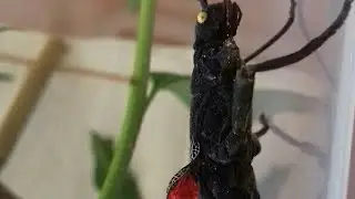 Dzieje się ! 3 gatunki w odcinku - Ptasznik, Straszyki diabelskie oraz Ancistrus sp. red ZOBACZ!!!!