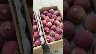 Shimla apple rate hyderabad fruit mandi 19-09-2024