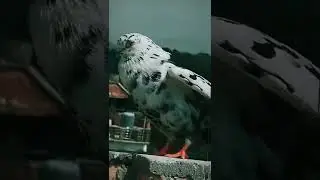 ,@