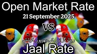 Birds  price in Karachi Pakistan 21 September 2025 | Jaal rate update | Open market rate update