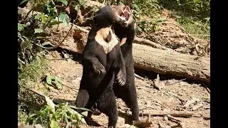 Sun Bear Diary | Sun Bears Play Fight | BSBCC