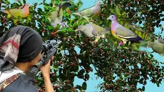 BERBURU&diams;️ratusan burung punai berkumpul di pohon beringin berbuah...