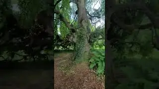 I fell in love with this Weeping Beech tree, Bellinter House, Ireland.