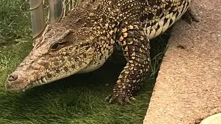 Cuban Crocodiles are so CUTE! #shorts