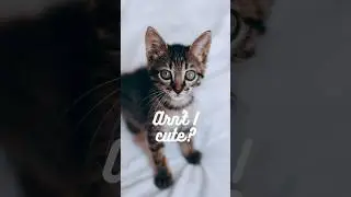 3 Minutes of Calm: The Cutest Kitten Playtime Ever 🐾 #shorts #relaxingcats #mindfulpresence