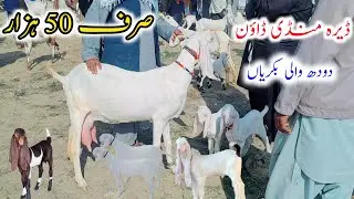17 December 2025 | Dera Ghazi Khan Bakra Mandi | Dodh Wali Bakriyan | Goat Farming Wali Bakriyan 
