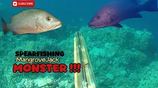 REJEKI AKHIR TAHUN ❗️ Panah ikan Mangrove jack di sarang Kerapu Hitam 🔥🔥