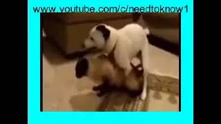 Dog And Cat Mating & Love Animals Compilation #3