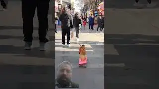 #dog #pets #funny #cute #skateboarding #atvpk63 #inspiringpets #trending #shortsfeeds #viralvideo