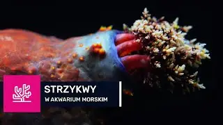 76. STRZYKWA W AKWARIUM MORSKIM. Wszystko co musisz wiedzieć o ogórku morskim.