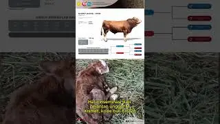 Kelahiran Pedet Betina Hasil IB dari Pejantan Unggul N Kismet BIB Lembang