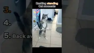 Ranking STANDING Cat Moments  #funny #cats