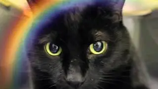 MY Tribute to 'N2 the talking cat'