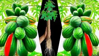How to Grow Papaya tree and watermelon grow Papaya with Watermelon tree | Companion Planting Guide