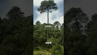 Если вы увидите это дерево, вы можете не выжить! 🌴