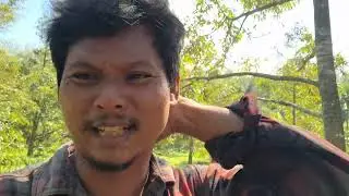 เก็บบันทึกทำดอกทุเรียนแบบไม่พ่นยาแมลงไม่ทำสาร 27 ธันวาคม ค.ศ. 2025