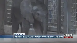 Omaha's Henry Doorly Zoo announces name of new baby elephant, expecting another