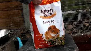 Natures Feast Guinea Pig Food Review! The Crazy Pet Channel