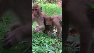 Tiny is mean name of baby monkeyTom is mean Nama father monkeySolin Is mean name of mother money0170