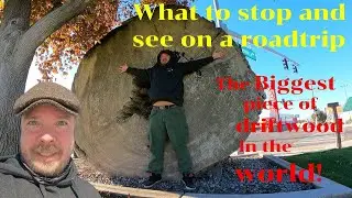 What to see on I-80 / road trip adventure / biggest piece of driftwood / Donner park / Muir woods