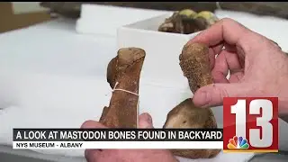 Massive mastodon bones found in New York state mystify museum curator