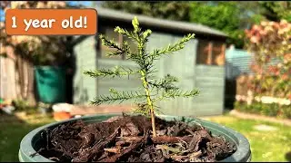 One year old Giant Sequoia tree Grown from Seed [1 year timelapse]