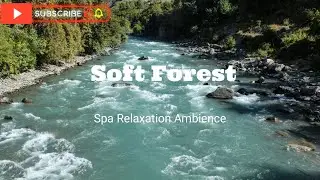 Soft Forest | Forest Spa Ambience with Water & Birds (1 Hour) Vol. 04