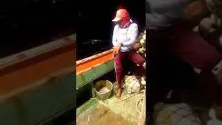 Trik mancing cumi,biar dapat banyak,,,,