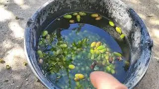 Cleaning the acorns Oct 2 2024