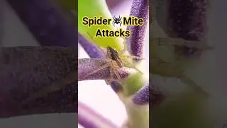 Nature Photography | How To Control Spider Mites | Pest Control | Garden Answer #gardening #shorts