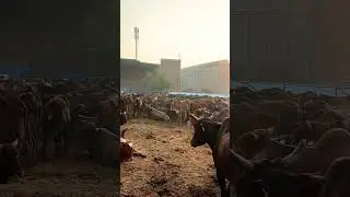 Gau shala