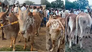 மட்றப்பள்ளி நாட்டுமாட்டுச்சந்தை