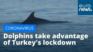 Dolphins take advantage of Turkey's lockdown to explore Istanbul's Bosphorus