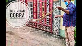 Rescuing a Big Indian Cobra || Its weight is 15 kg😯 || Sanjivness Vlogs