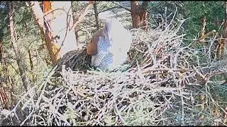 Goshawk Nest - Alla lays the 2nd egg 🥚🥚29.03.2025 Kanakulli pesa