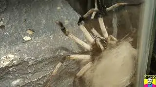 Israeli Huntsman Spider Building a Nest? (Cerbalus Aravaensis)