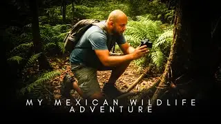 ANIMAL WONDERS OF MEXICO | the most fascinating Wild Animals in mexico | 4k